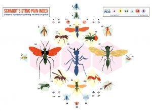 A graphic image showing a variety of illustrations of stinging insects over lightly colored geometric shapes with intensity numbers, and a title that reads Schmidt's sting pain index